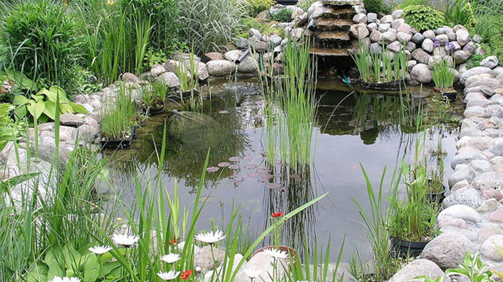 vijverplanten tout sur les étangs
