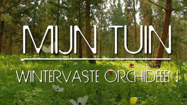 Mijn tuin