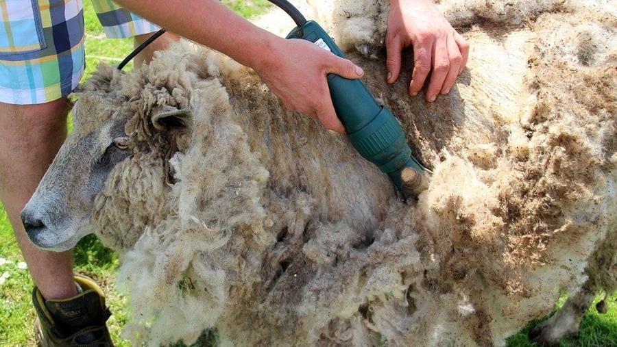 schapenwol natuurlijke isolatie