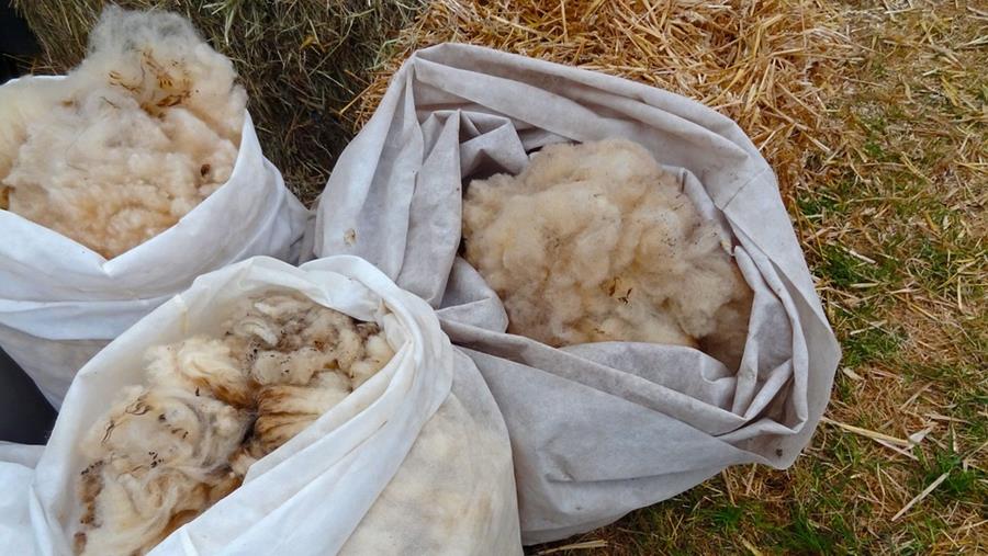 wol schaap  natuurlijke isolatie