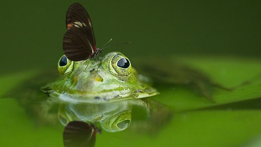 Biodivers tuinvijver