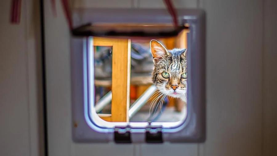 kattenluik trainen
