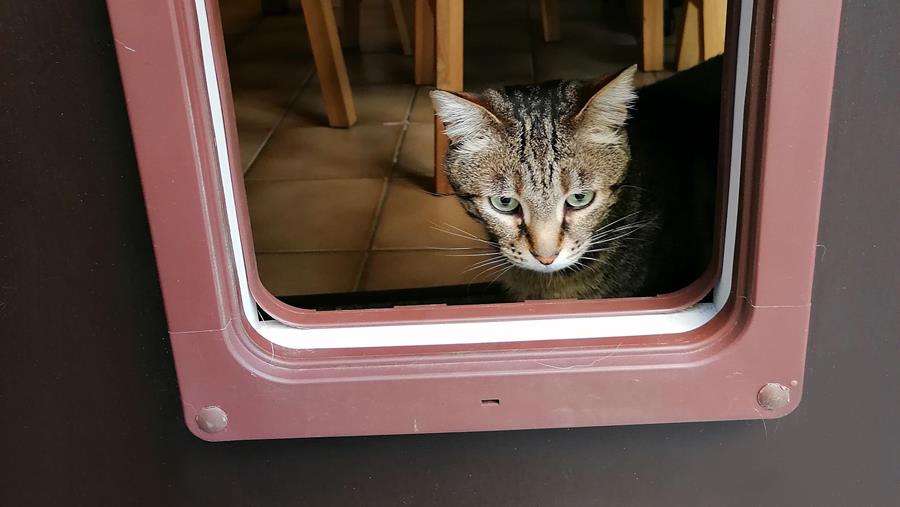 kattenluik Nala