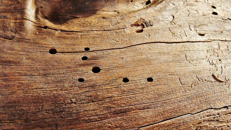 houtworm problemes avec bois