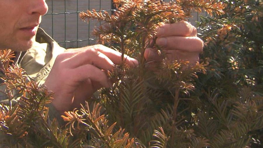 bruine taxushaag sterft af