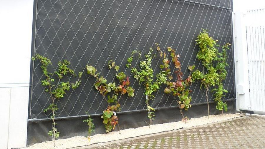 jonge gevelbegroeiing Groene gevel