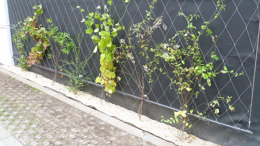 Water en voedingsstoffen Groene gevel