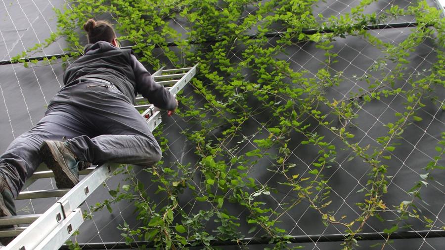 onderhoud groengevel Groene gevel