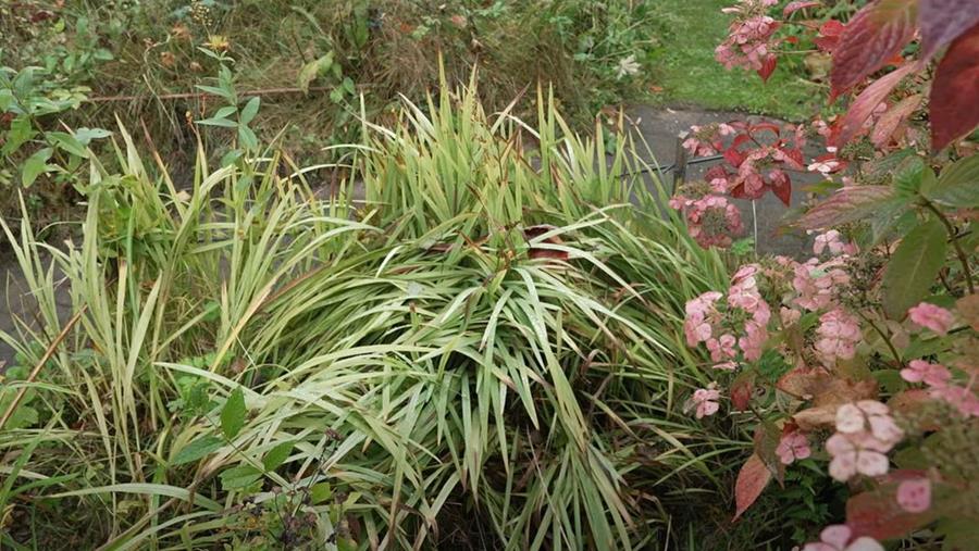beplanting in een wadi