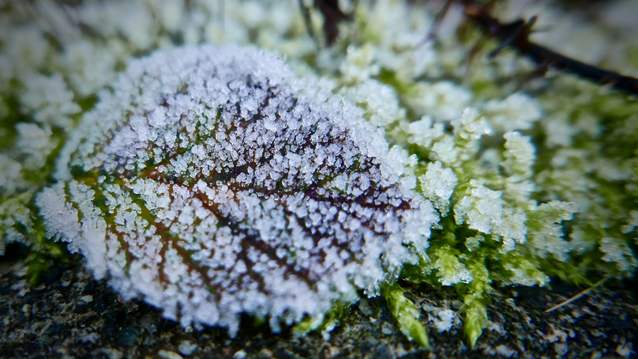 Tuin in vorst