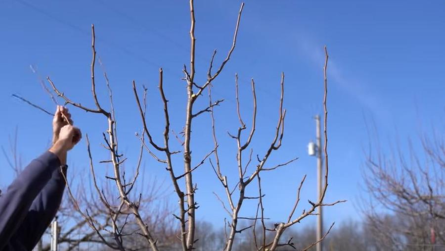 man snoeit perenboom
