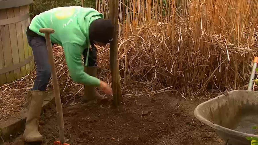 mulch rond stam jonge boom