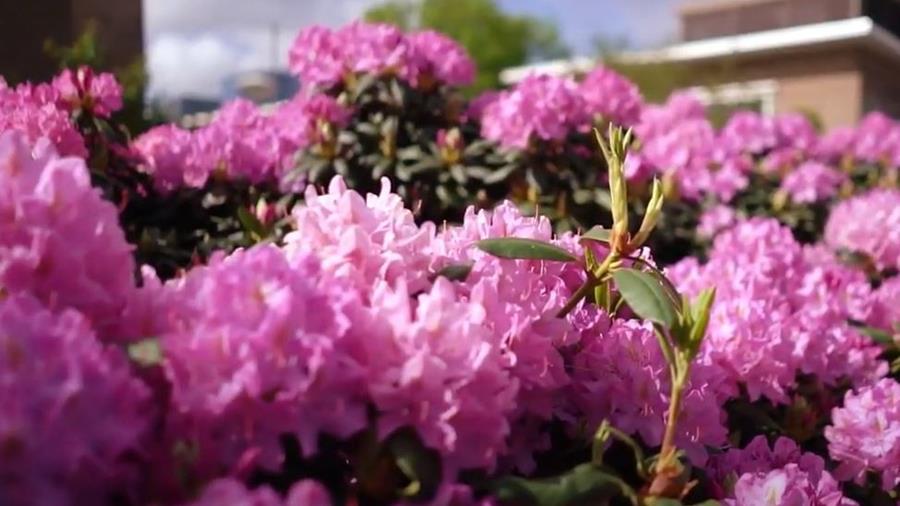 rhododendron haag