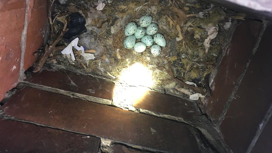 vogelnest in schoorsteen