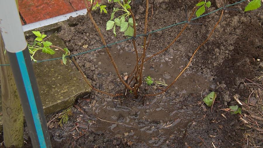 water geven rond plant