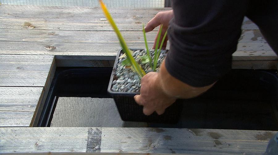 vijverplanten plaatsen