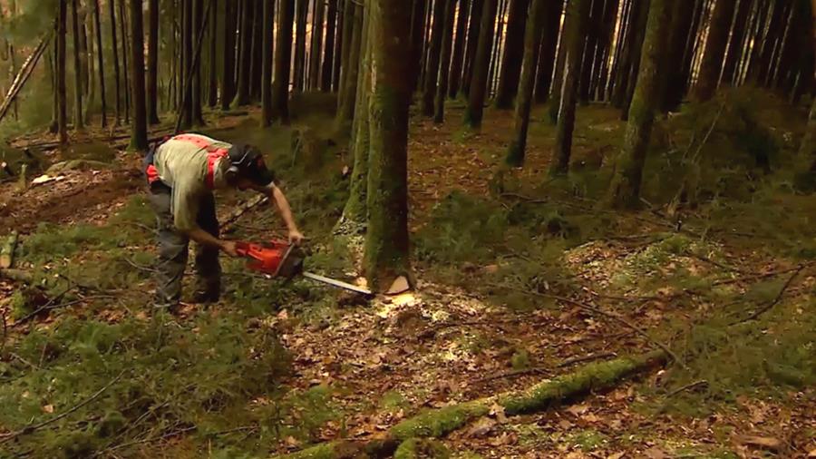 benzine choisir outils élagage